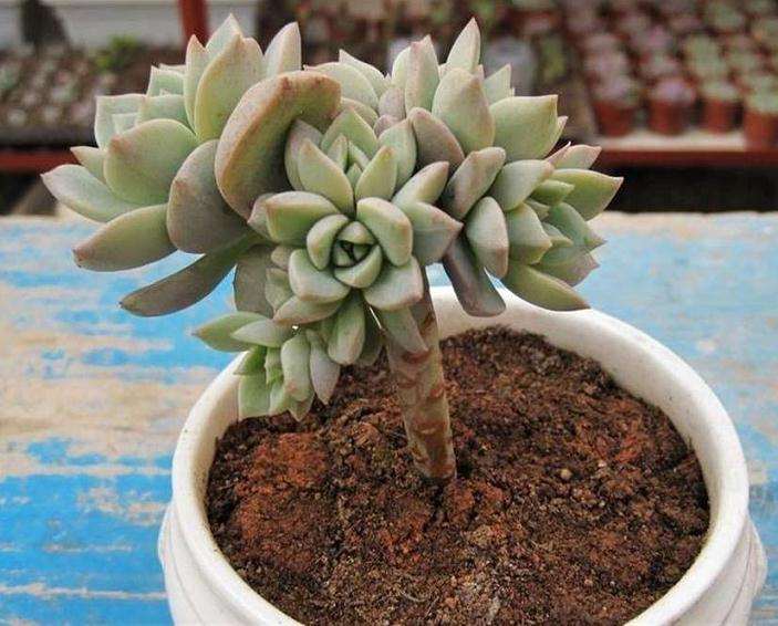 怎么控水能加速形成多肉老桩