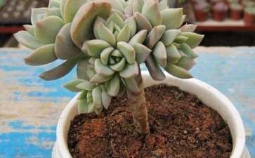 怎么控水能加速形成多肉老桩 图片