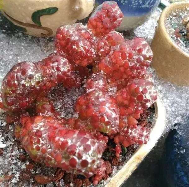 为什么春天多肉植物也会冻伤 图片