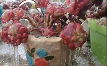 怎么防治多肉植物冻伤的3个方法