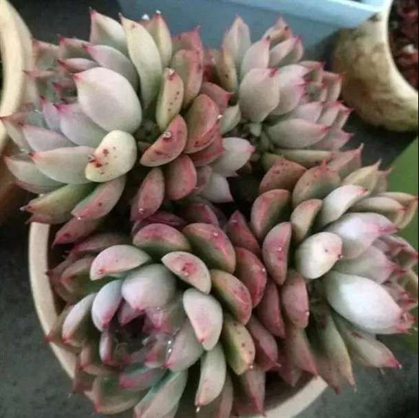 保护多肉防止冻伤