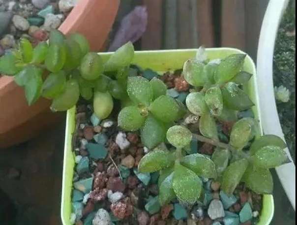 保护多肉防止冻伤