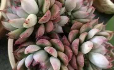 怎么保护多肉防止冻伤的3个方法