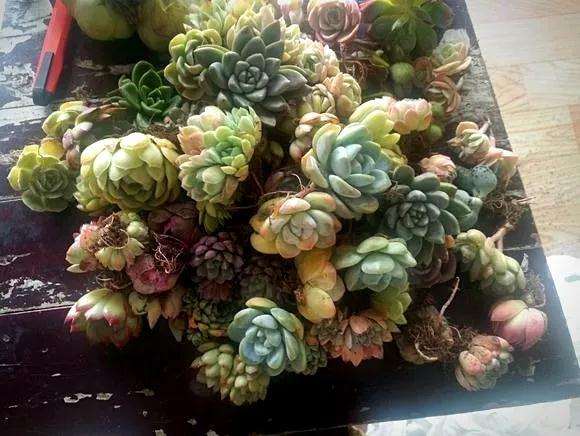 怎么购买多肉 看这3个地方 图片