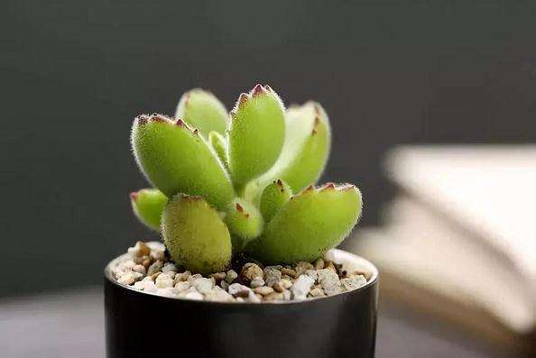 为什么不要用菜园土或花坛土养多肉