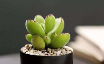 为什么不要用菜园土或花坛土养多肉