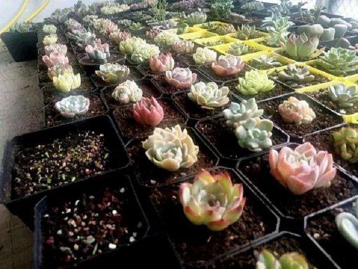 外甥女多肉用深花盆 大花盆养最好