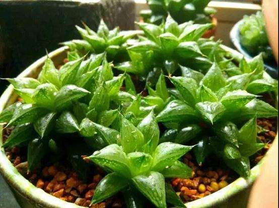 多肉浇水要看天气