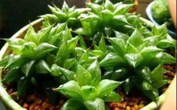 为什么多肉浇水要看天气