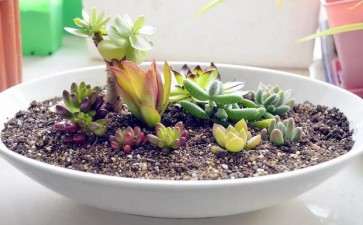 为什么多肉要一年换盆一次 图片