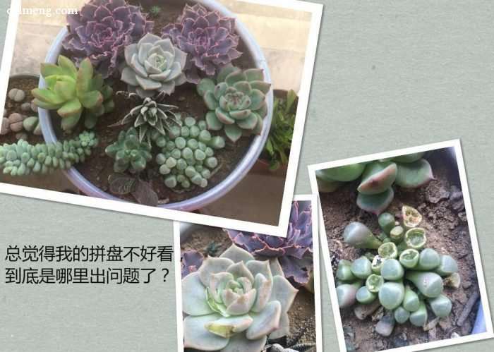 养多肉怎么防老鼠的方法