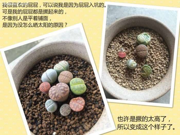 养多肉怎么防老鼠的方法