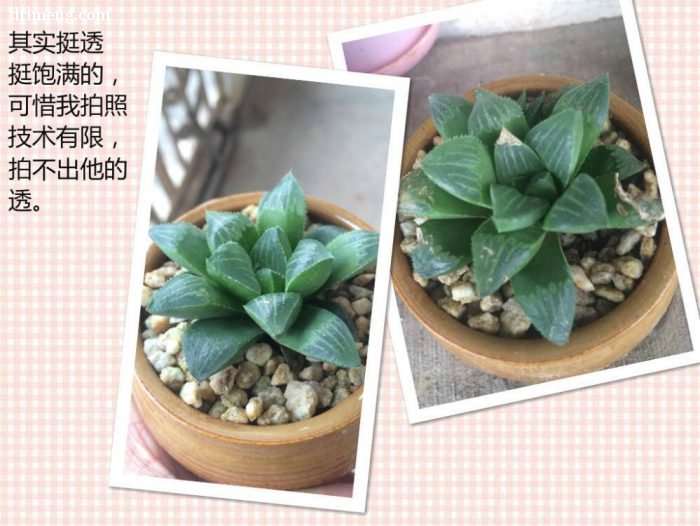 养多肉怎么防老鼠的方法