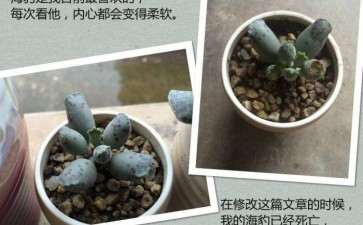 养多肉怎么防老鼠的方法 图片