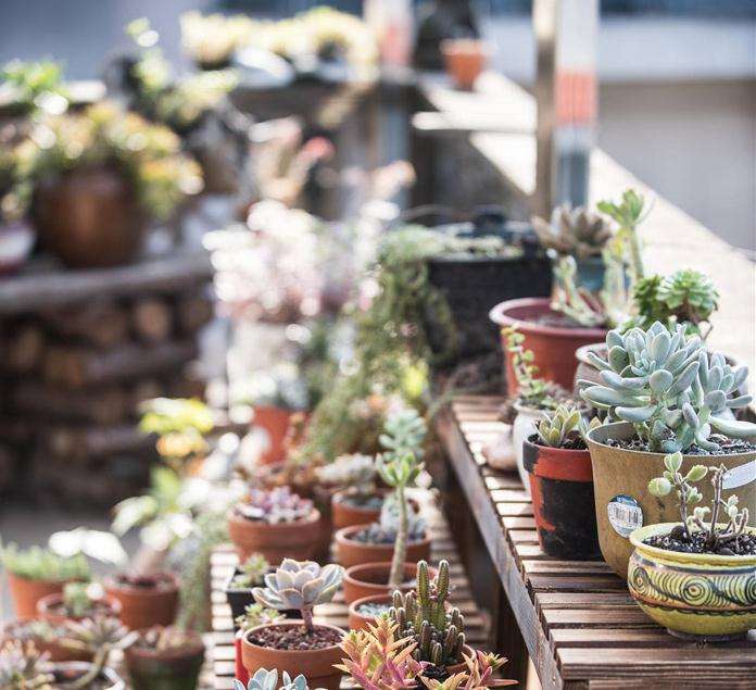 秋天怎么在阳台养多肉植物的方法