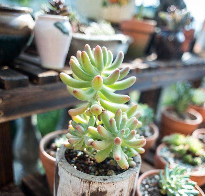 秋天怎么在阳台养多肉植物的方法