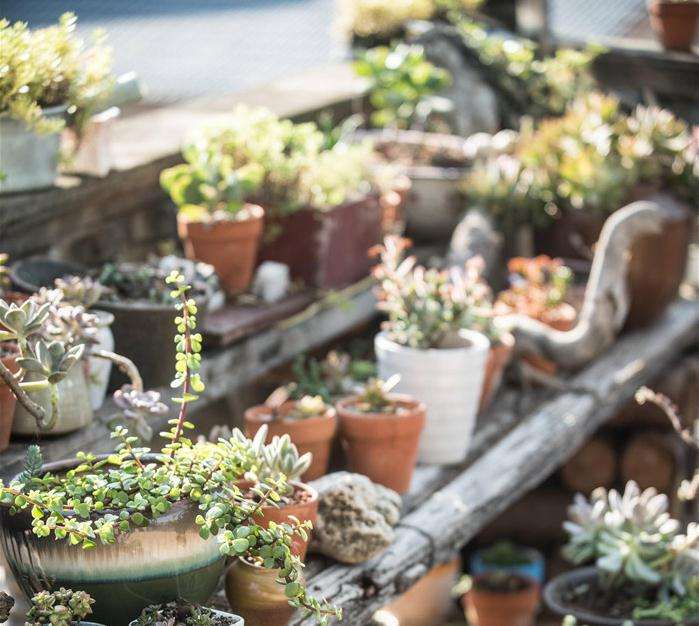 秋天怎么在阳台养多肉植物的方法