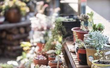 秋天怎么在阳台养多肉植物的方法