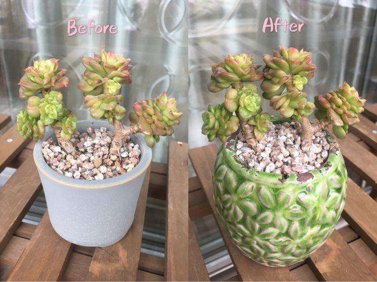 多肉植物换盆的方法