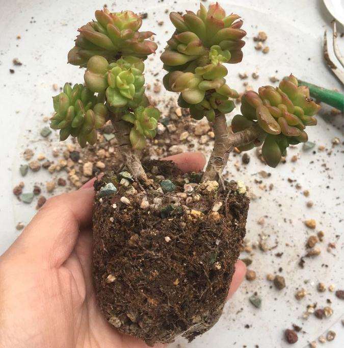 多肉植物换盆的方法
