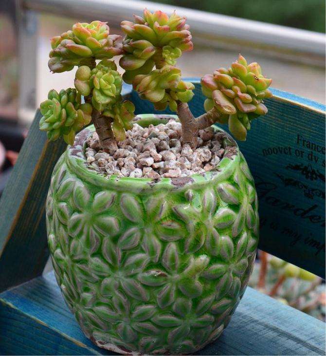 多肉植物换盆的方法