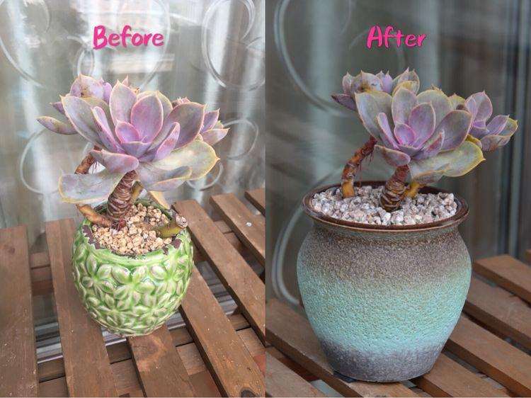 多肉植物换盆的方法