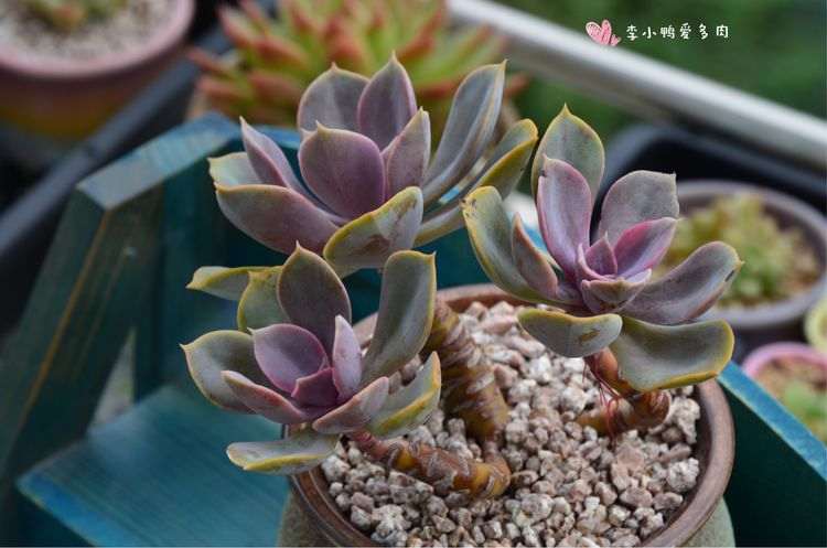 多肉植物换盆的方法