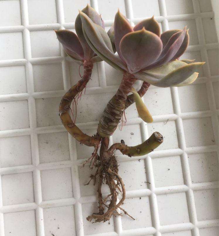 多肉植物换盆的方法