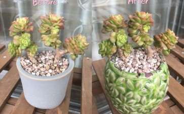 假期怎么给多肉植物换盆的方法