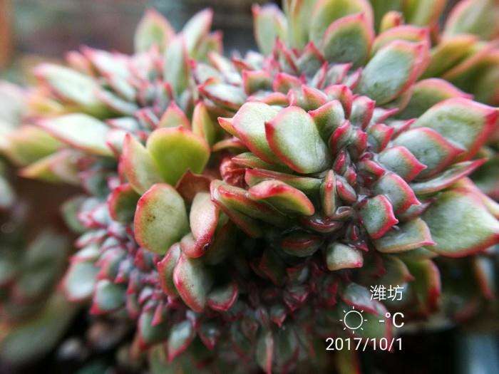 安全度夏的多肉