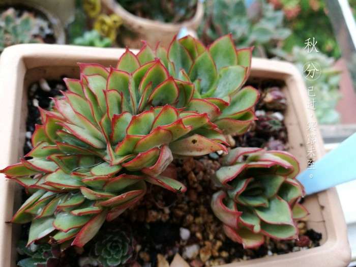 安全度夏的多肉