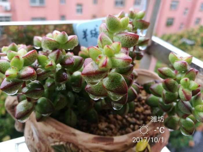 安全度夏的多肉