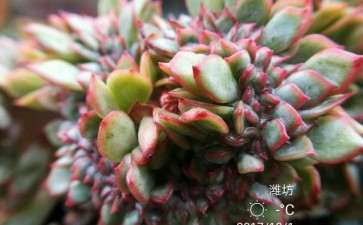 我们来盘点那些安全度夏的多肉们