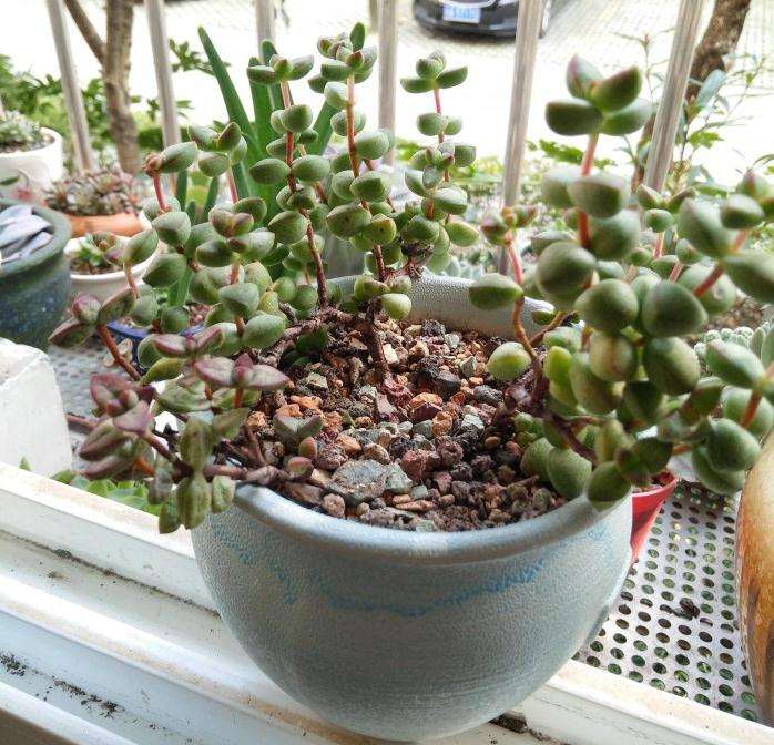 夏天可以在阳台养多肉植物吗