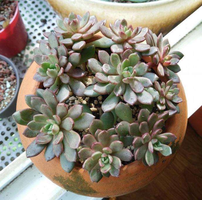 夏天可以在阳台养多肉植物吗