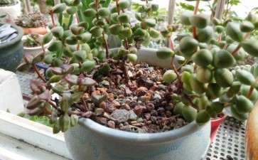 夏天可以在阳台养多肉植物吗 图片