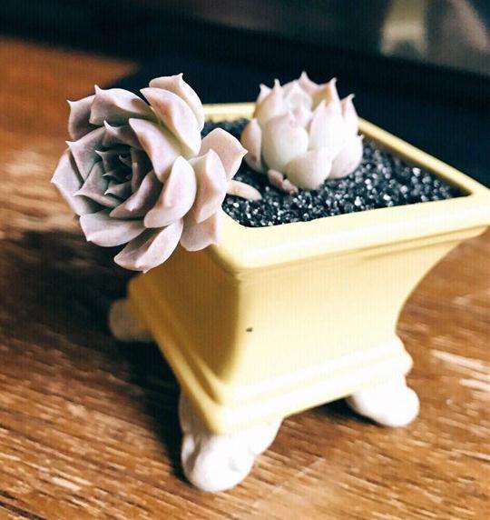 关于多肉怎么浇水的7个方法