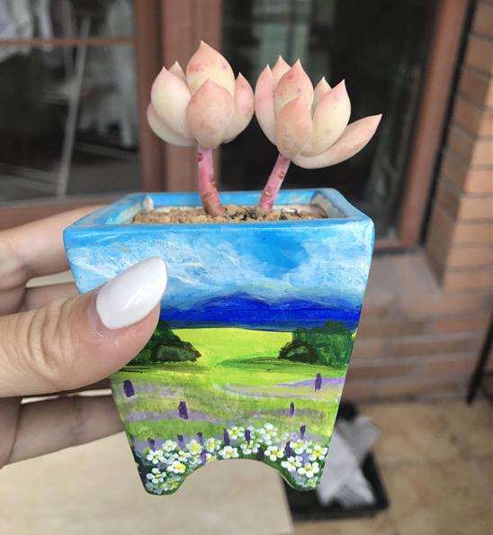 关于多肉怎么浇水的7个方法