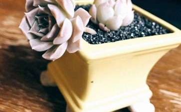 关于多肉怎么浇水的7个方法