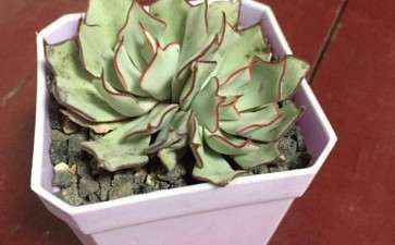 如果家人不支持养多肉怎么办 图片