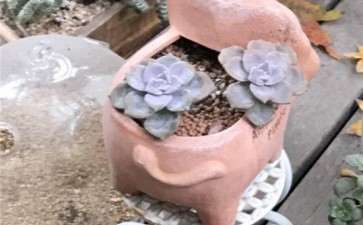 关于多肉怎么养根的方法 图片