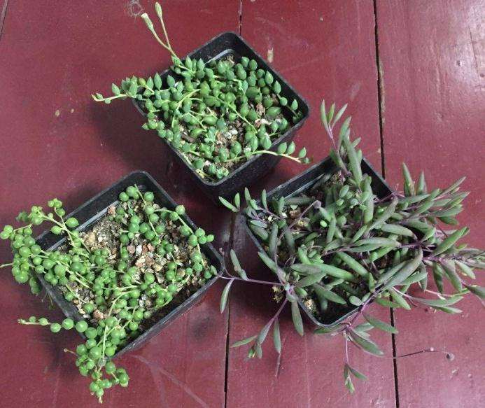 多肉爱好者必买多肉有哪些