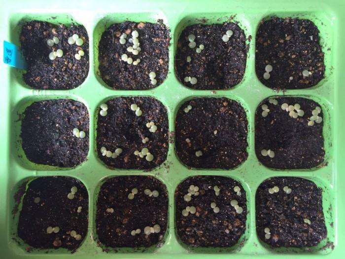  多肉植物的繁殖方式有哪4种