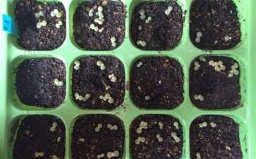 多肉植物的繁殖方式有哪4种 图片