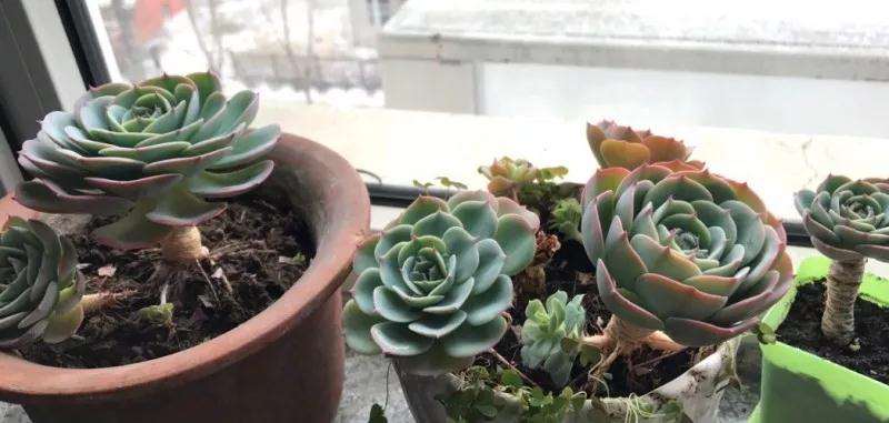 多肉叶子枯萎 是好 是坏 怎么办 图片