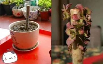 多肉怎么砍头 可以单头变多头 图片