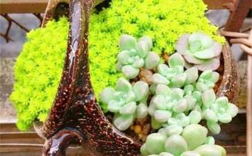 多肉怎么分株 可以一盆变多盆 图片