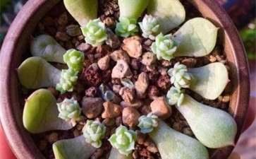 多肉怎么叶插 可以快速爆满盆 图片