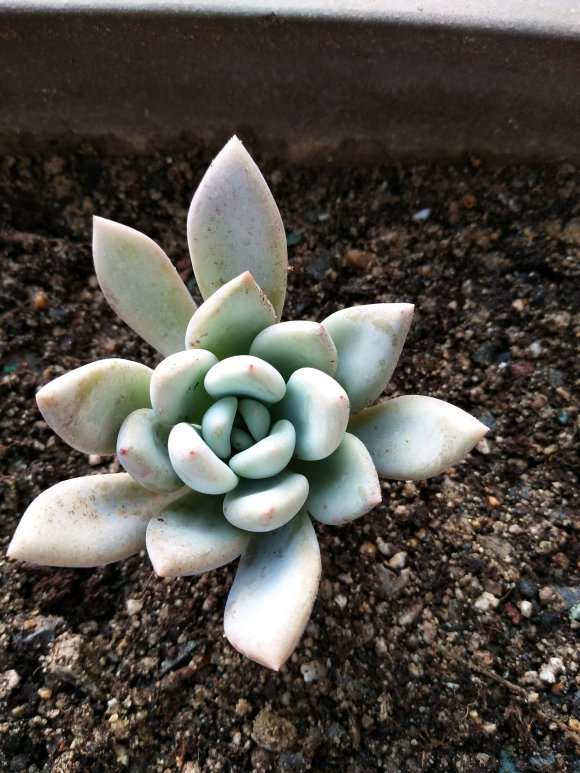 今天去多肉大棚