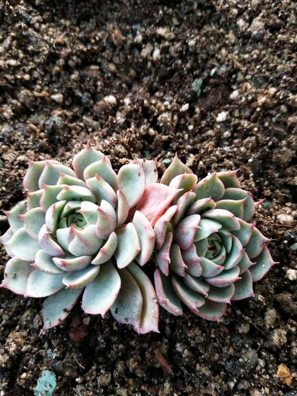 今天去多肉大棚 买多肉 可以吗 图片